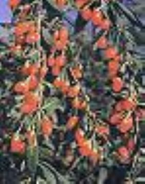 Barbury Wolfberry Fruit Extract